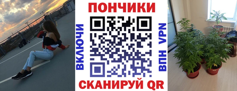 Бошки марихуана сатива  Вытегра 